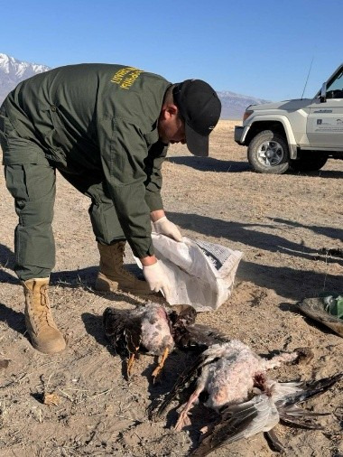 Эхний хагас жилийн байдлаар 22 зүйлийн 755 бодгаль амьтныг хууль бусаар агнажээ
